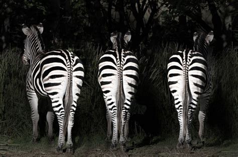 The Rule of Odds in Photography (An E.
